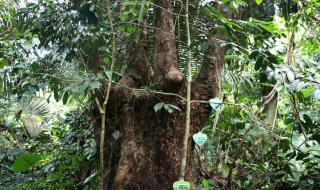 探险热带雨林资料